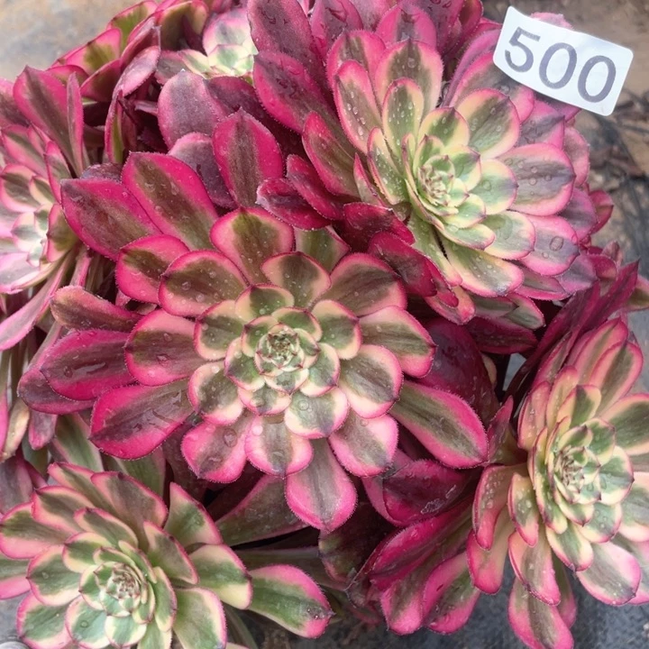 500多肉植物月蝉