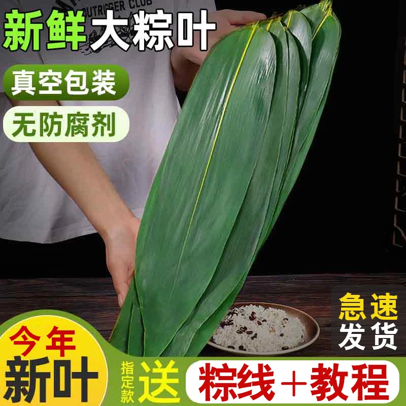 【君君山货】粽叶新鲜家用端午包粽子叶子特大号箬叶真空干粽子叶