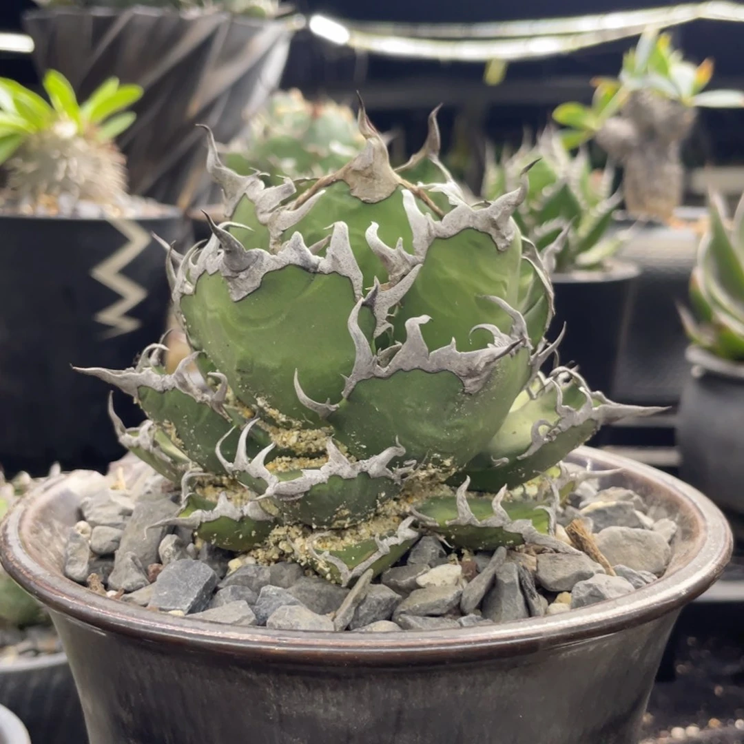 【闪购商品】超球 凯撒