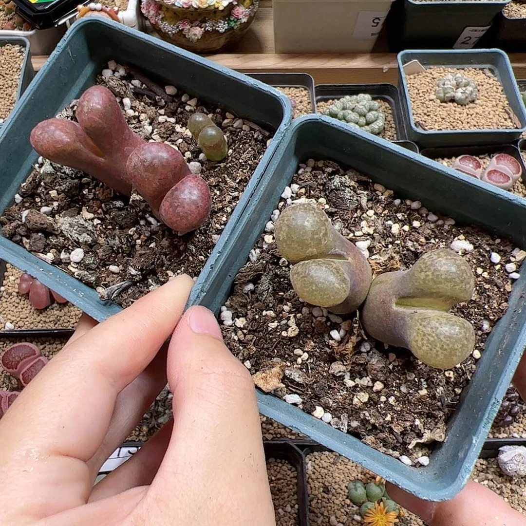 【闪购商品】60 秒