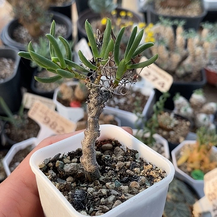 307黑曼巴一一一一一一一