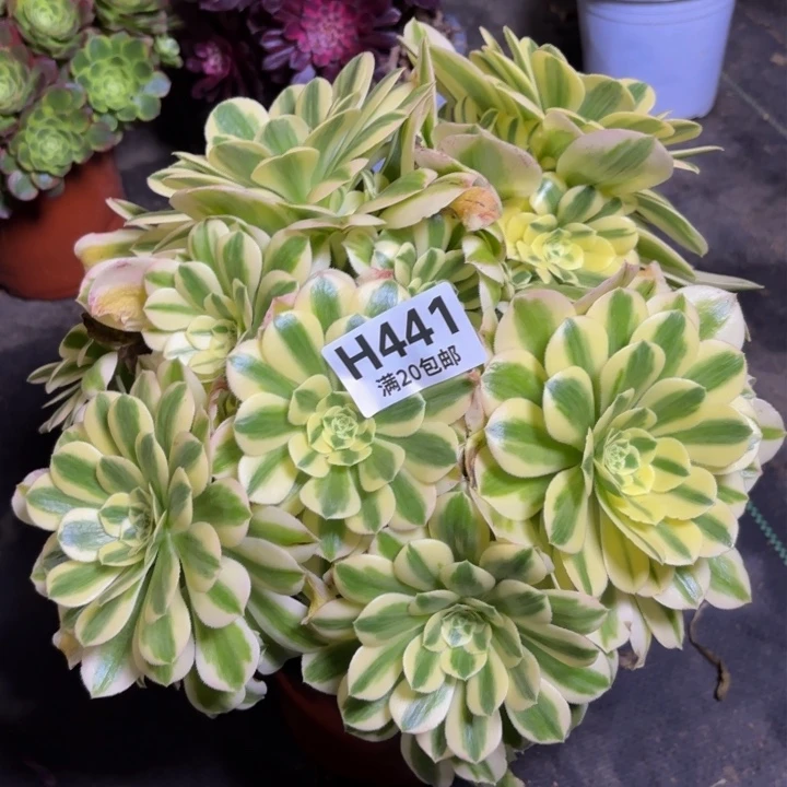 瑞妈多肉植物441