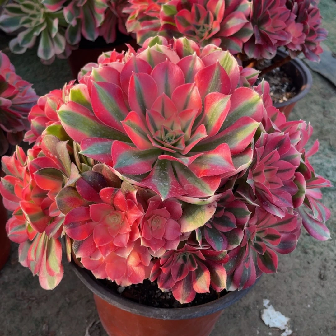 881粉女巫精品法师老桩