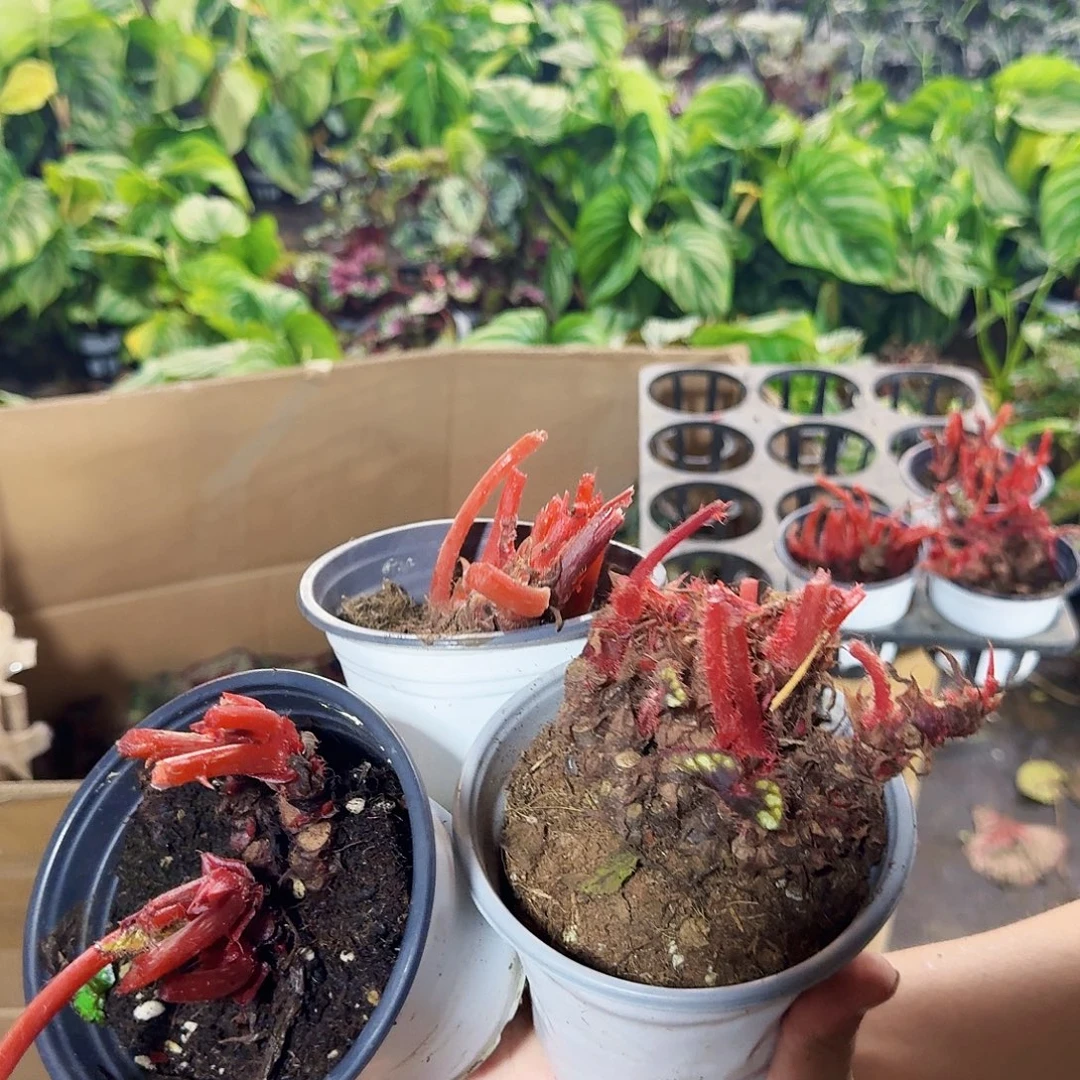 完全开放三颗老桩秋海棠 无售后