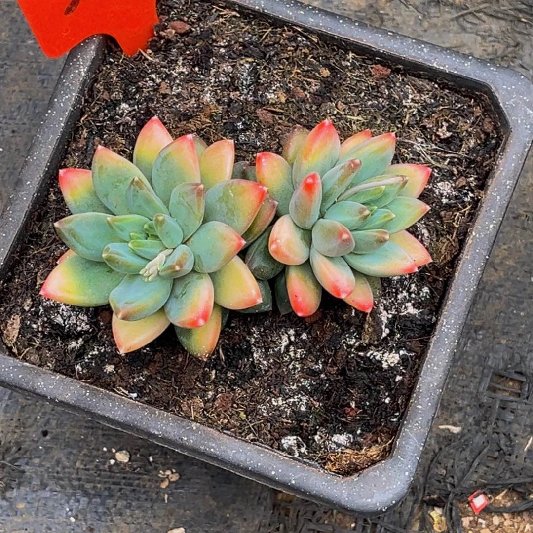 2632号上午多肉植物群生