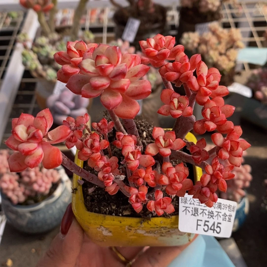 探戈缀545/9cn多肉