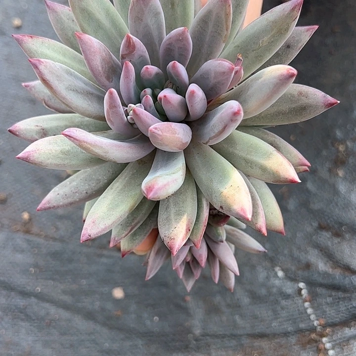 【闪购商品】超大虞美人