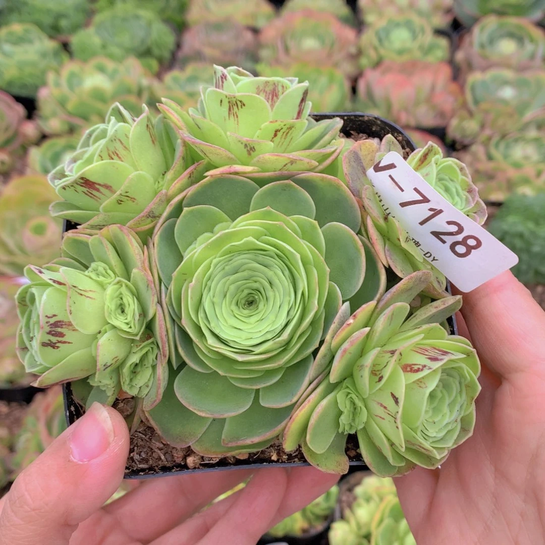 7128小玉会掉侧芽