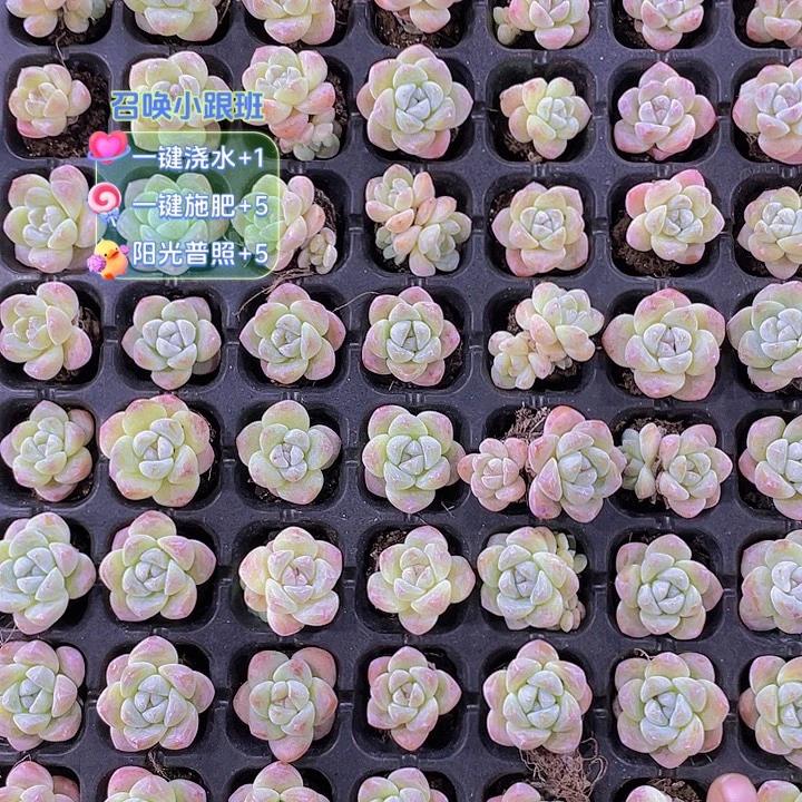 多***伦20颗冰玉【满10颗包邮】