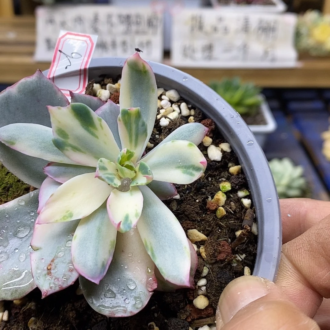 2826 阿美星锦变异