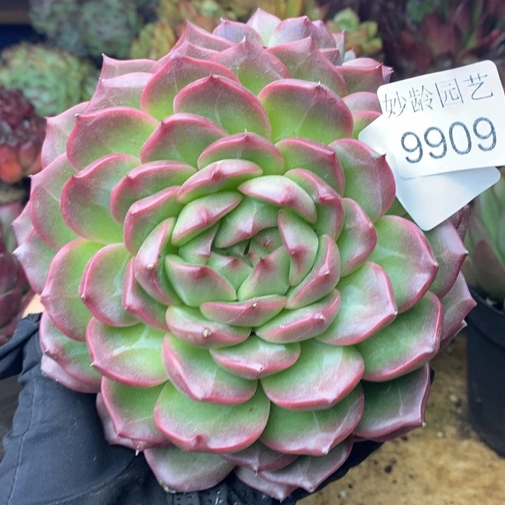 9909杂交老桩基地，13厘米