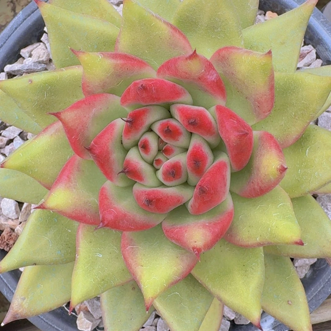 525东云杂凡艺多肉