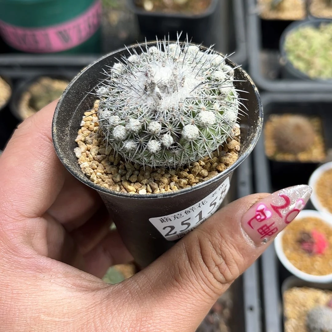 景*?25158一物一拍单头发货