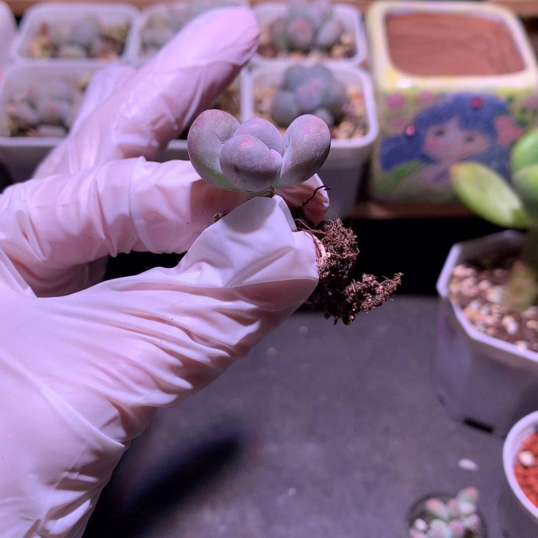 黄金鸡蛋大叶奶特有晒伤