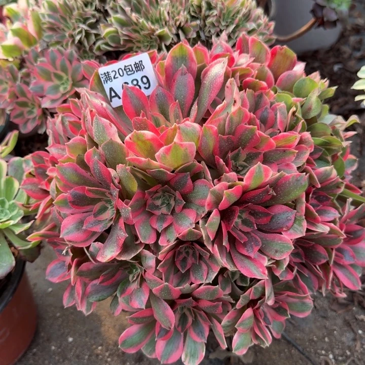 满20包邮，689女妖