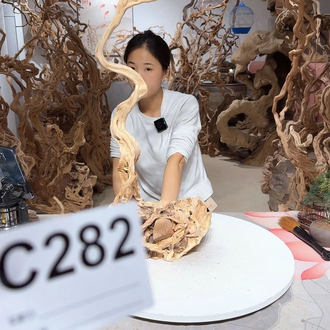 风车木（黑檀木）邓*勇