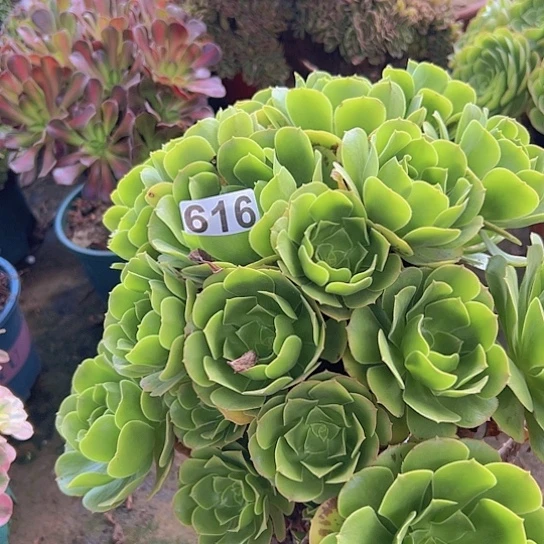 小***媚多肉植物一个绿玫瑰