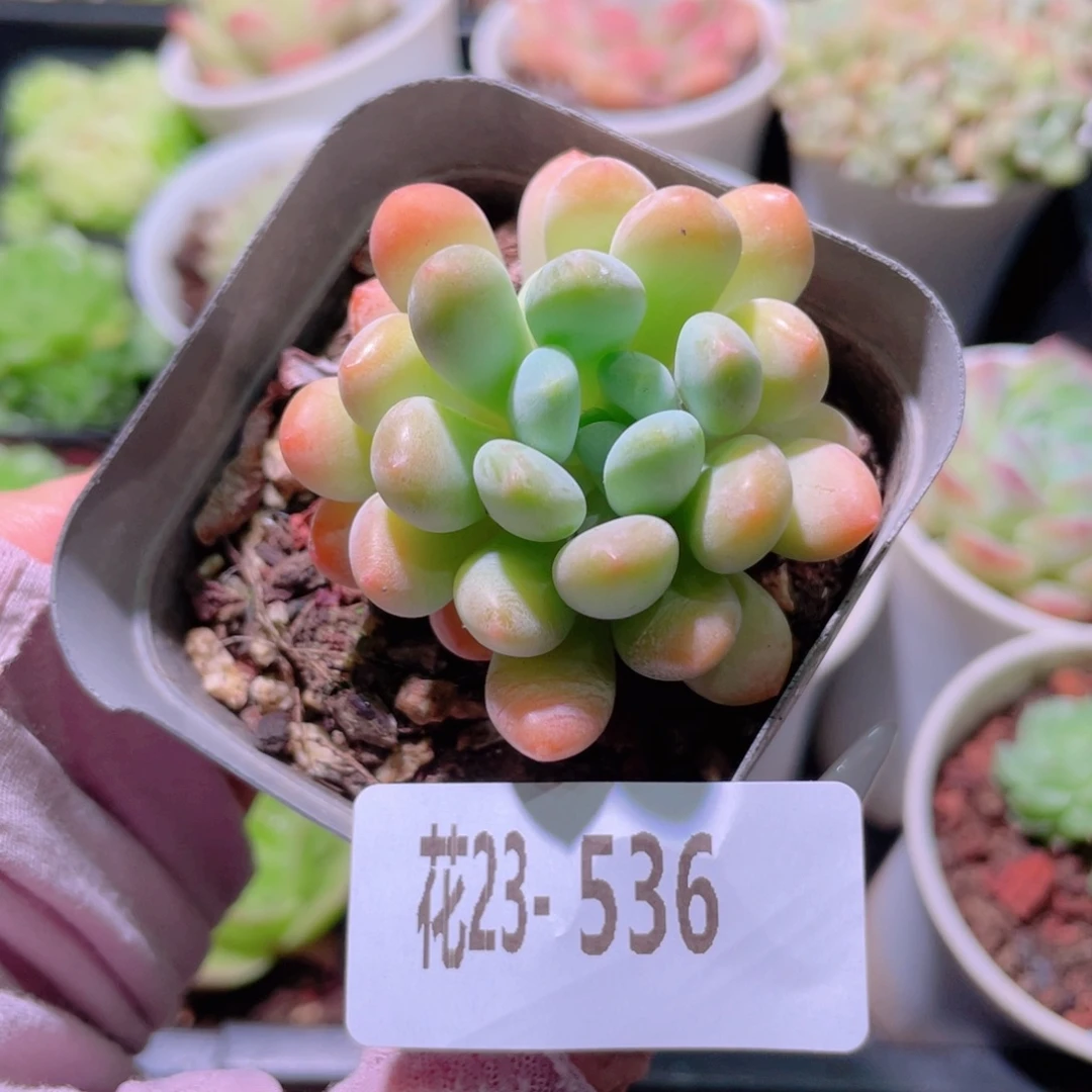 花利美23-536灯美人