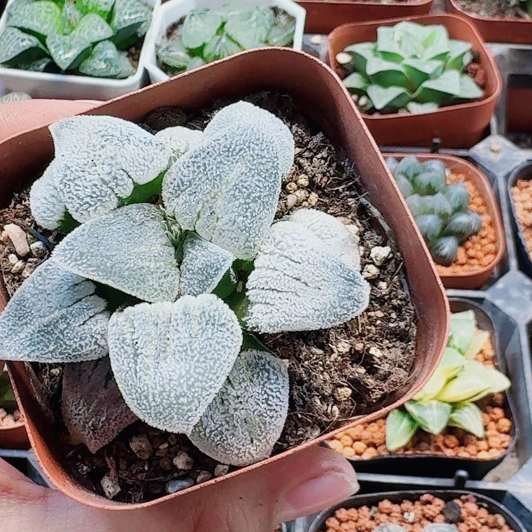 十二卷 铁道白银 开播福利