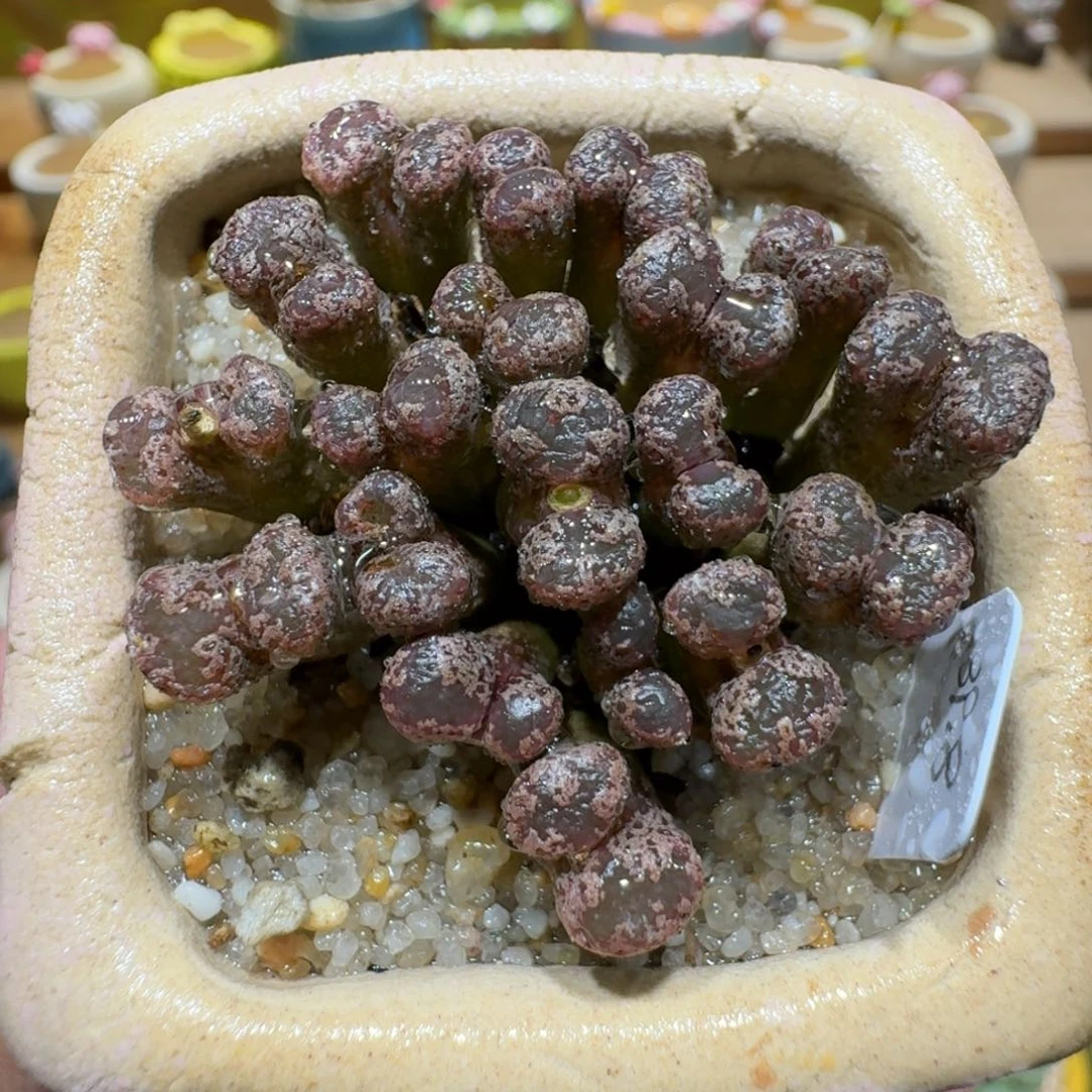 蘑菇1305勋章群多肉植物