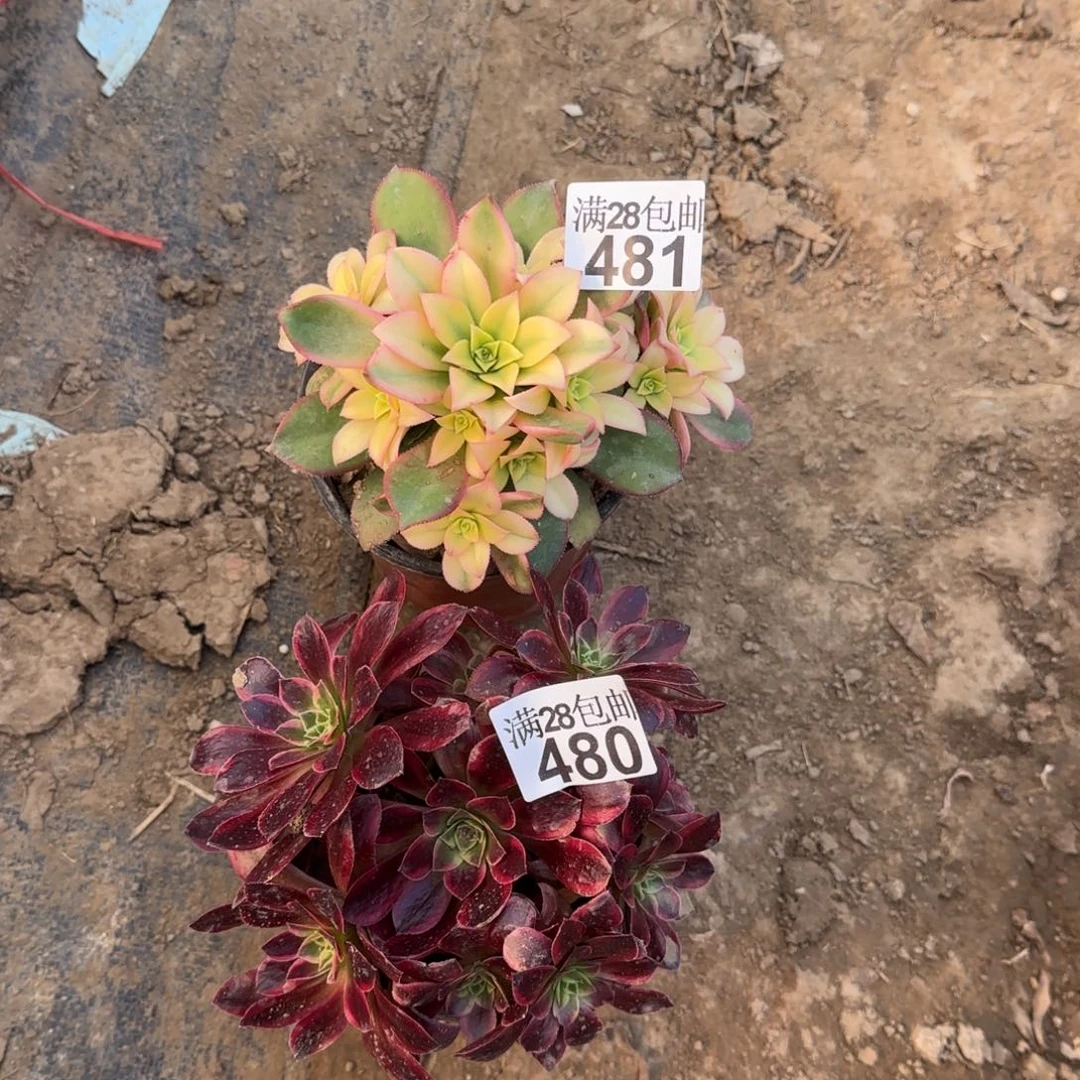 多肉480+481满28包邮断枝不包