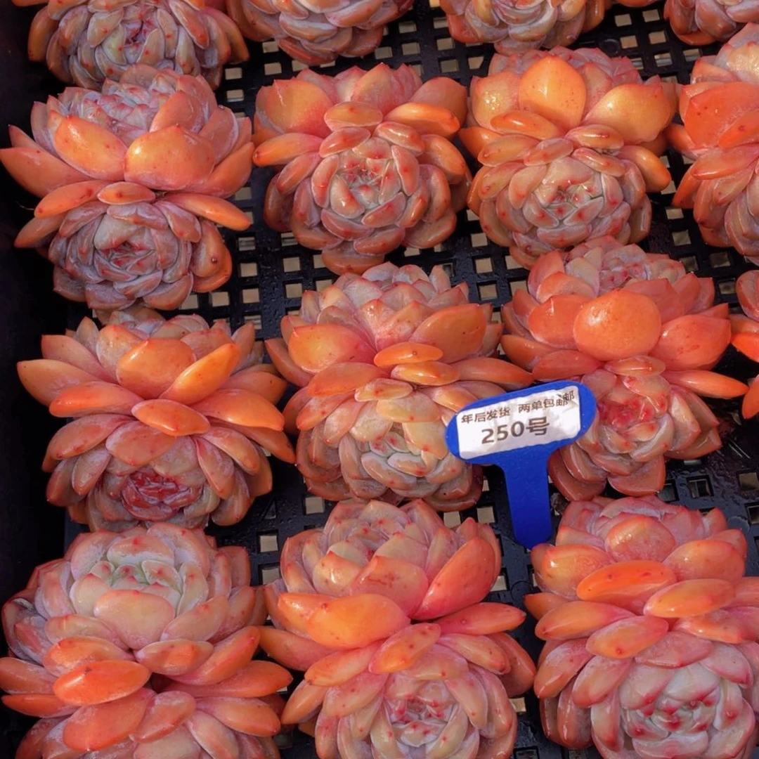 250号开播福利丸叶全状态韩橙双头起两个