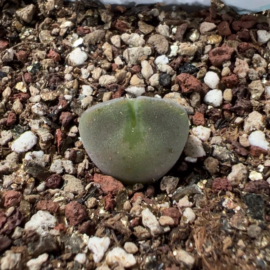 14-168肉锥多肉植物，