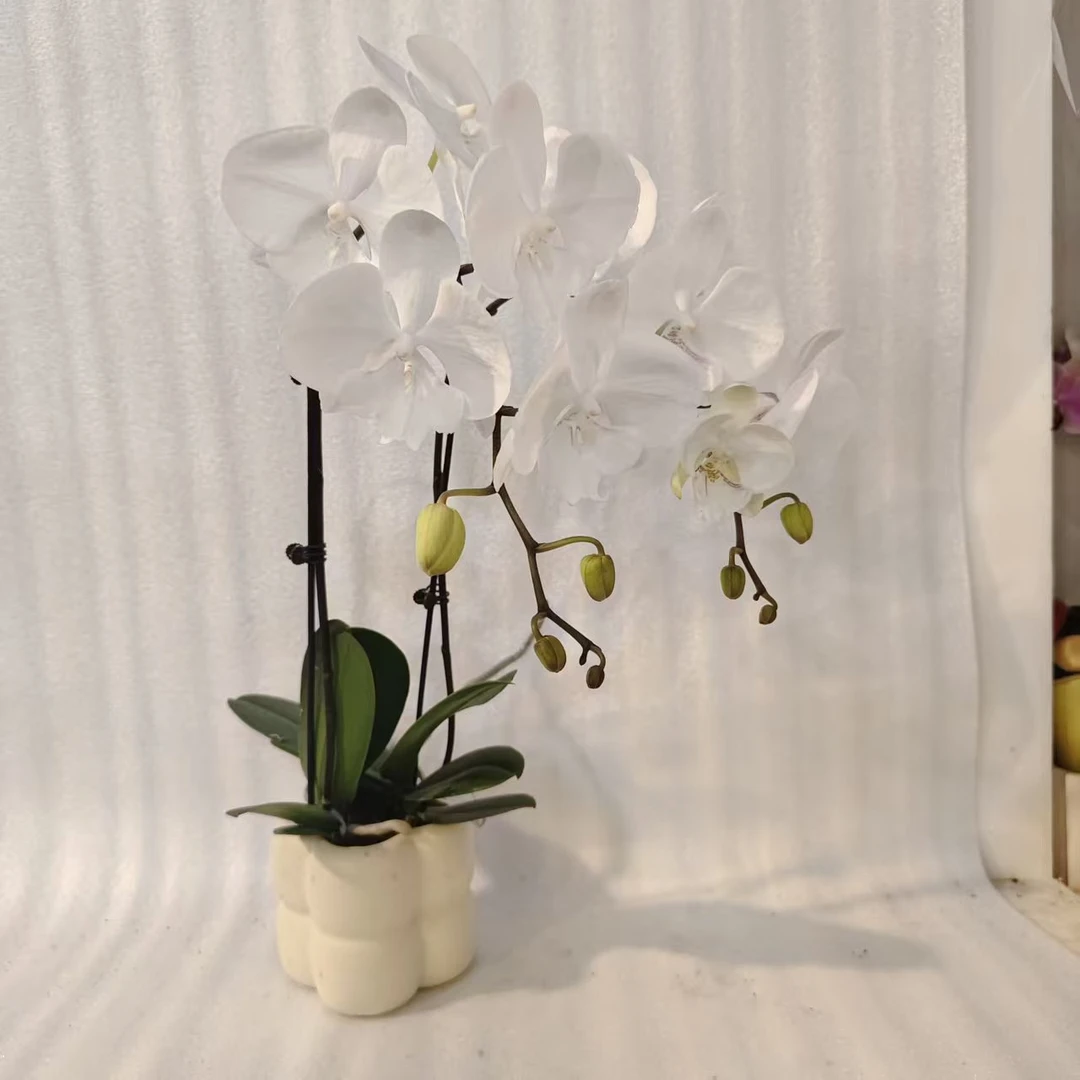 鲜花【白精灵】蝴蝶兰室内种植观赏送礼带花发货