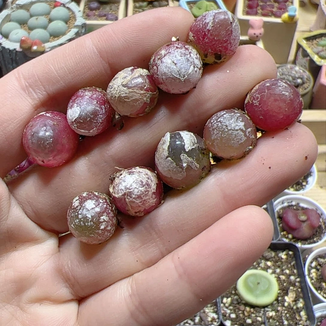 【闪购商品】304 灯泡x10