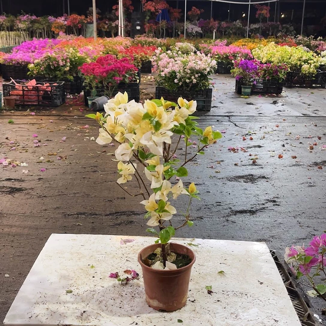 大部分花苞少量开放苏瓦娜掌中宝一颗