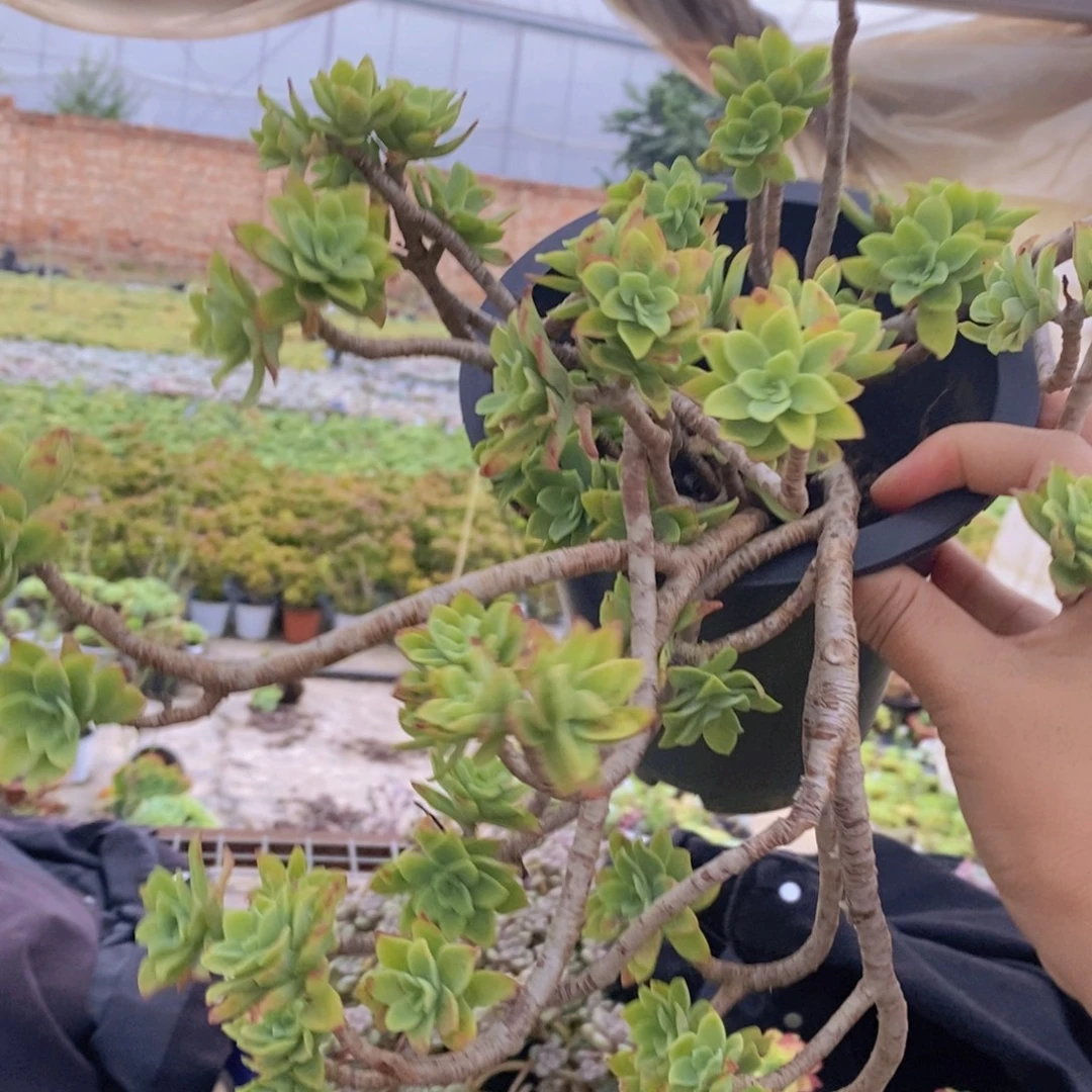 清扬薄化妆大盆整桩