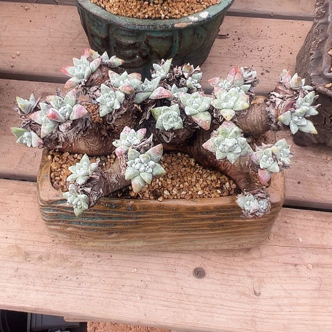 6154白姆仙女杯多肉