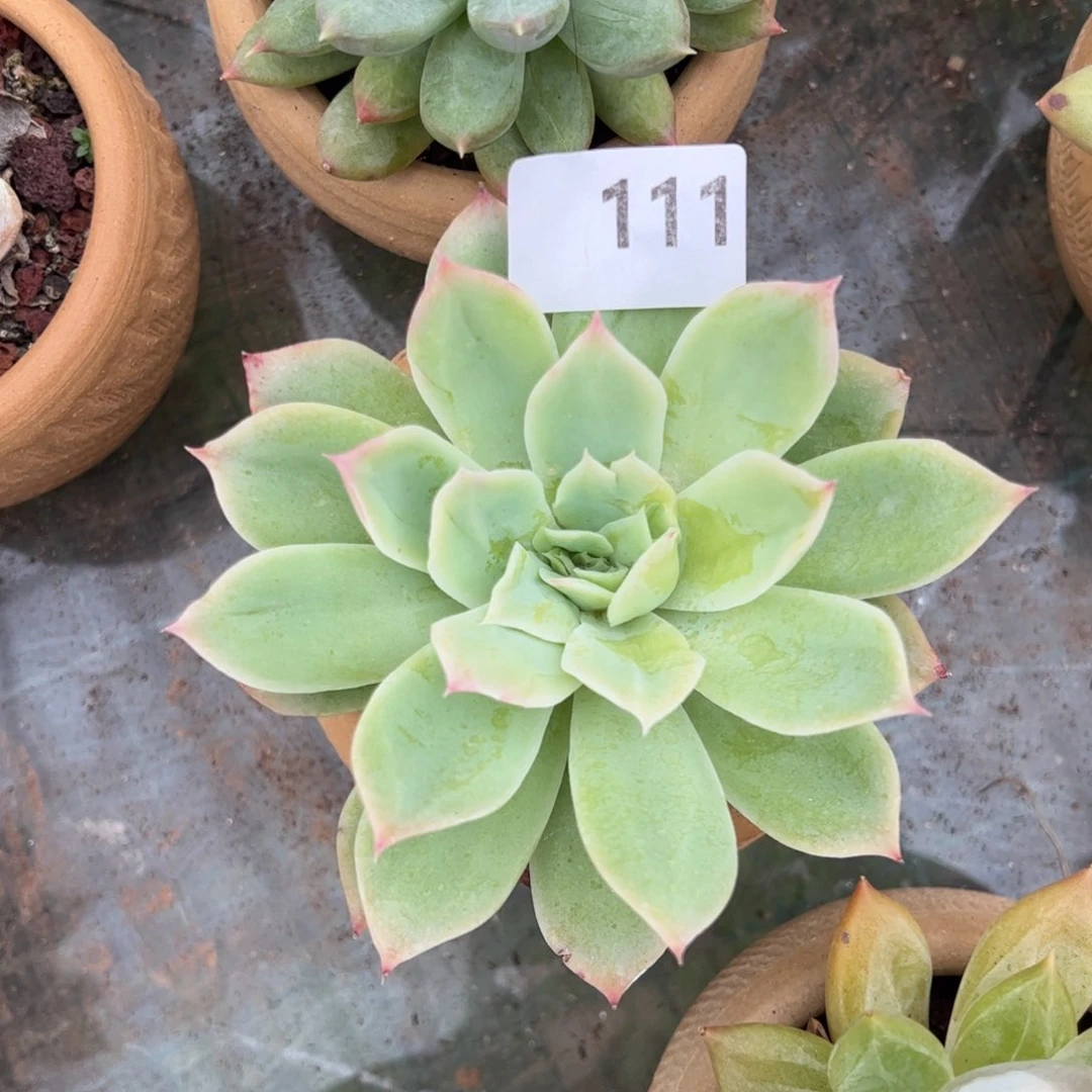 【闪购商品】吉安娜。111。 111111111