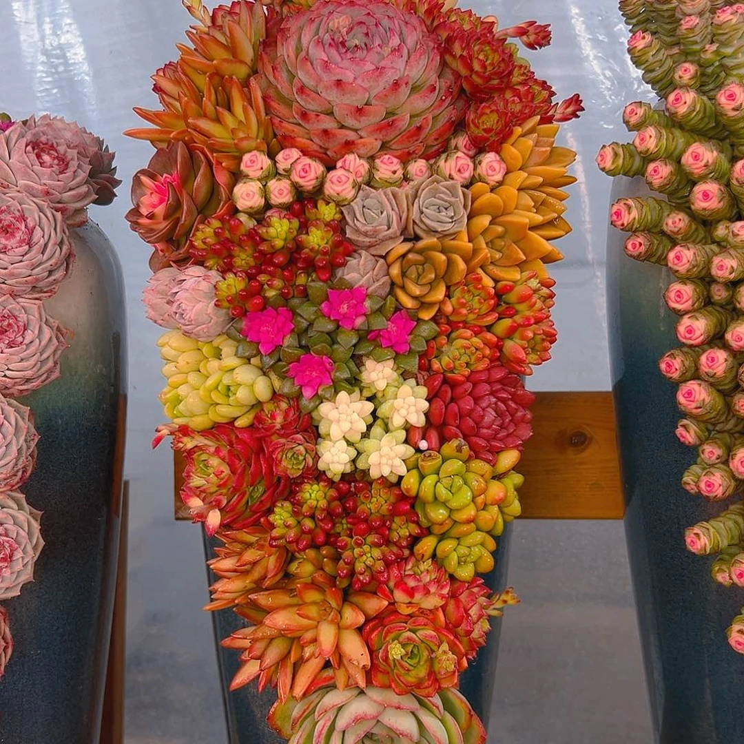 全家福大号组合花园多肉