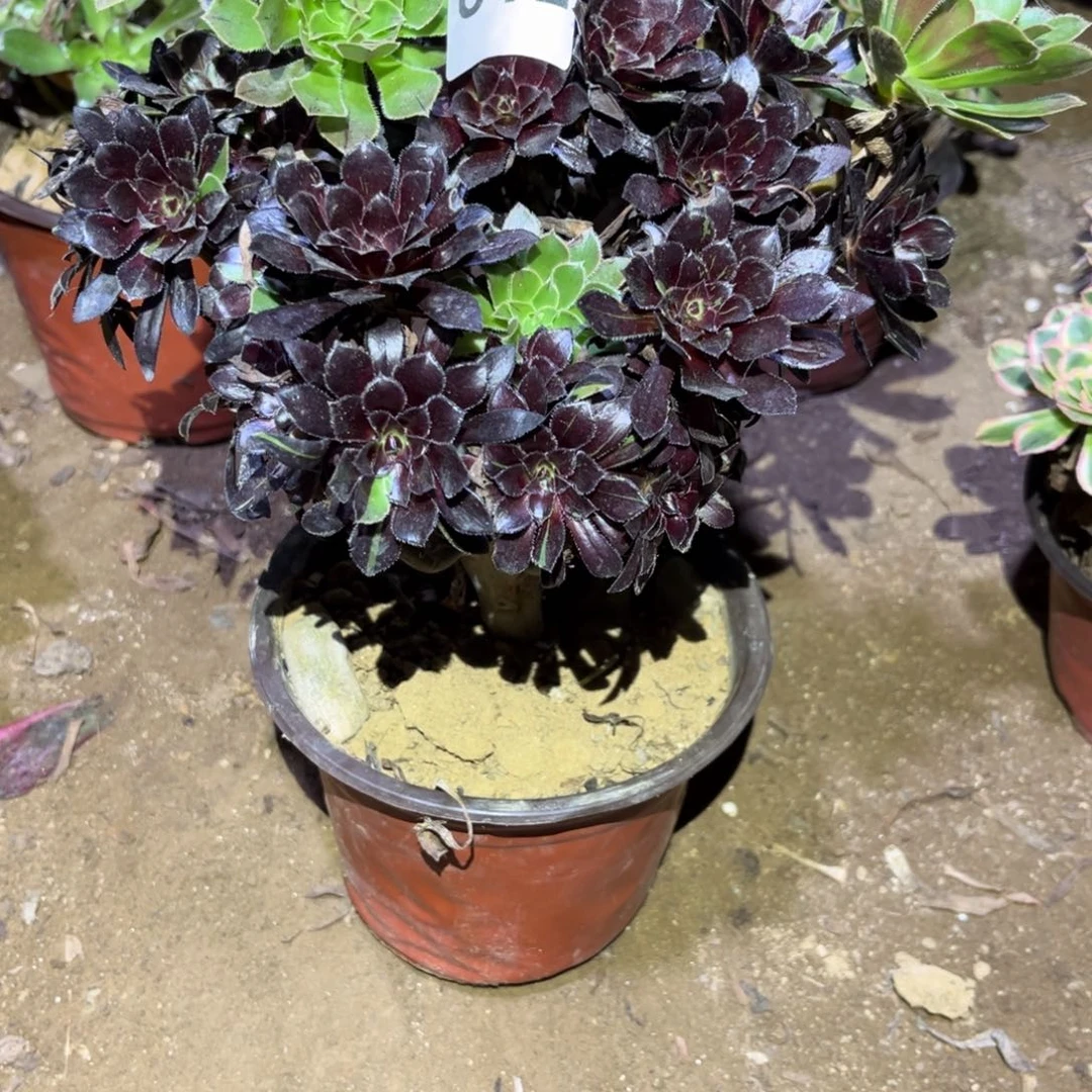 水墨丹青多肉法师612