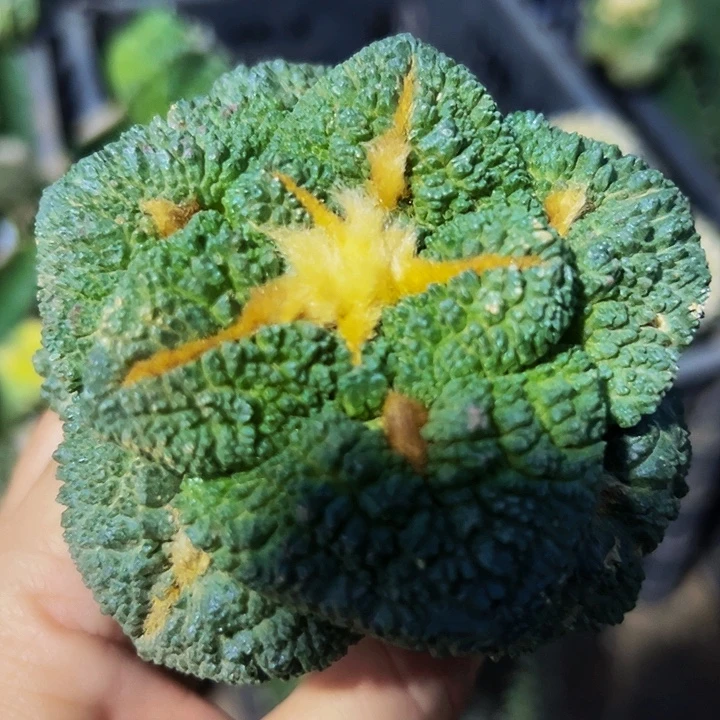 无花朵福利大尤黑哥斯拉牡丹098