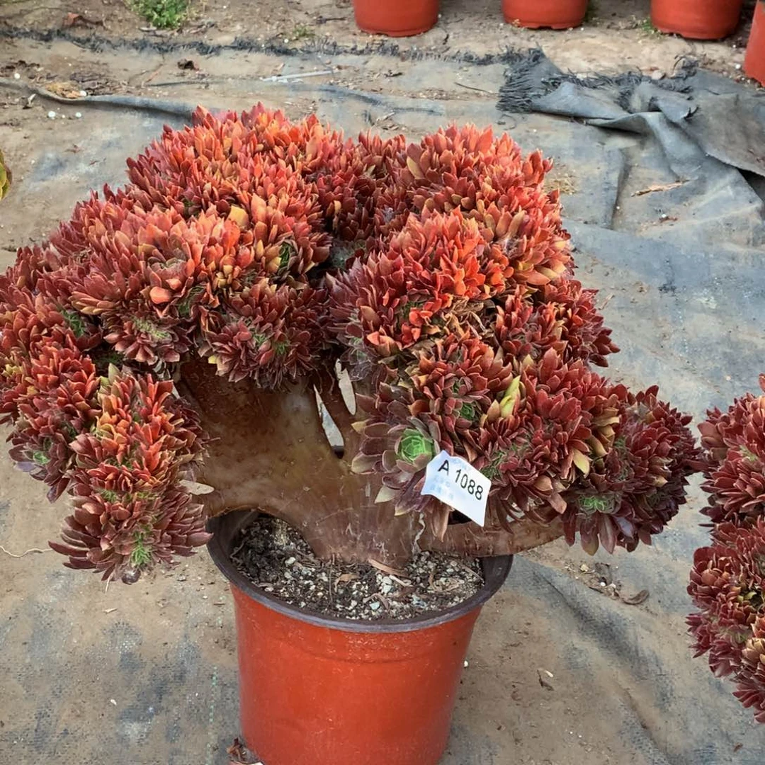 1088娜迦女王缀化