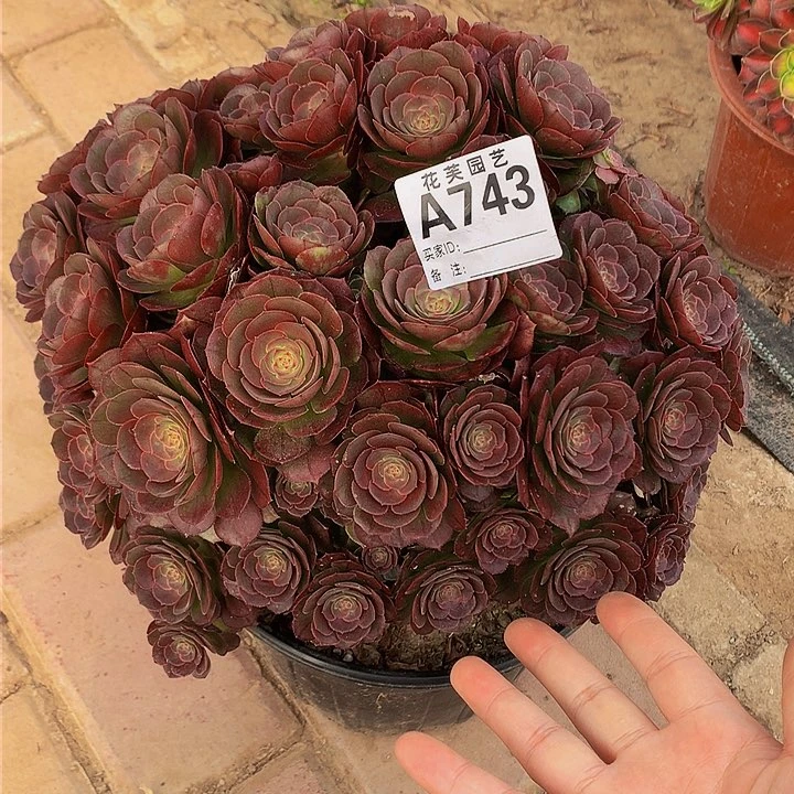 743多肉法师多多