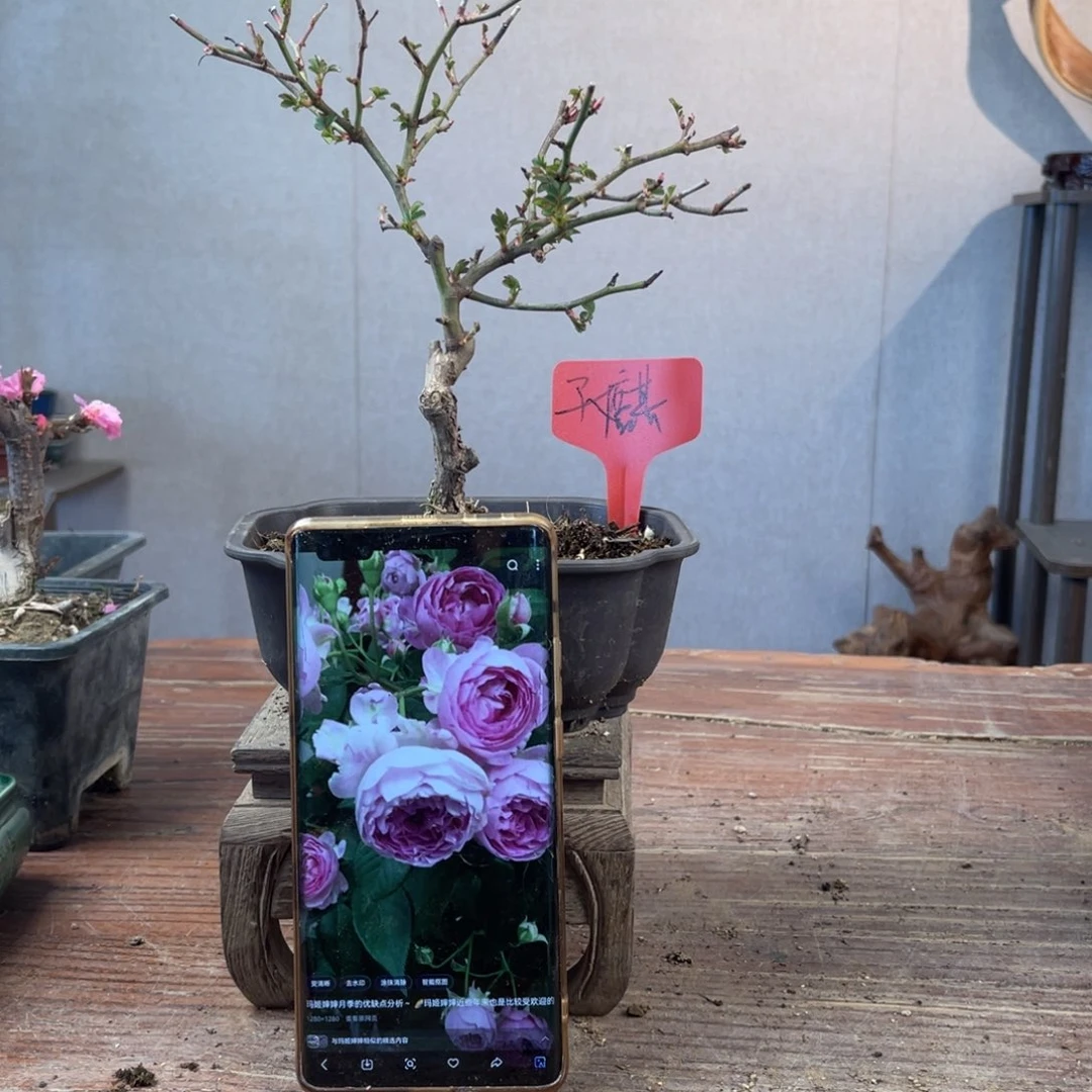微月季盆景111111?*麒