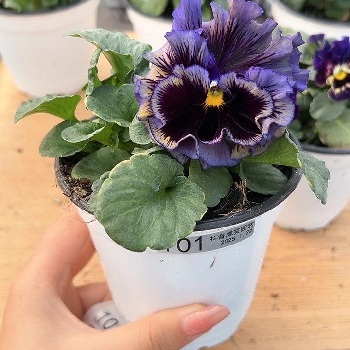 红陶抖音直播闪拍101