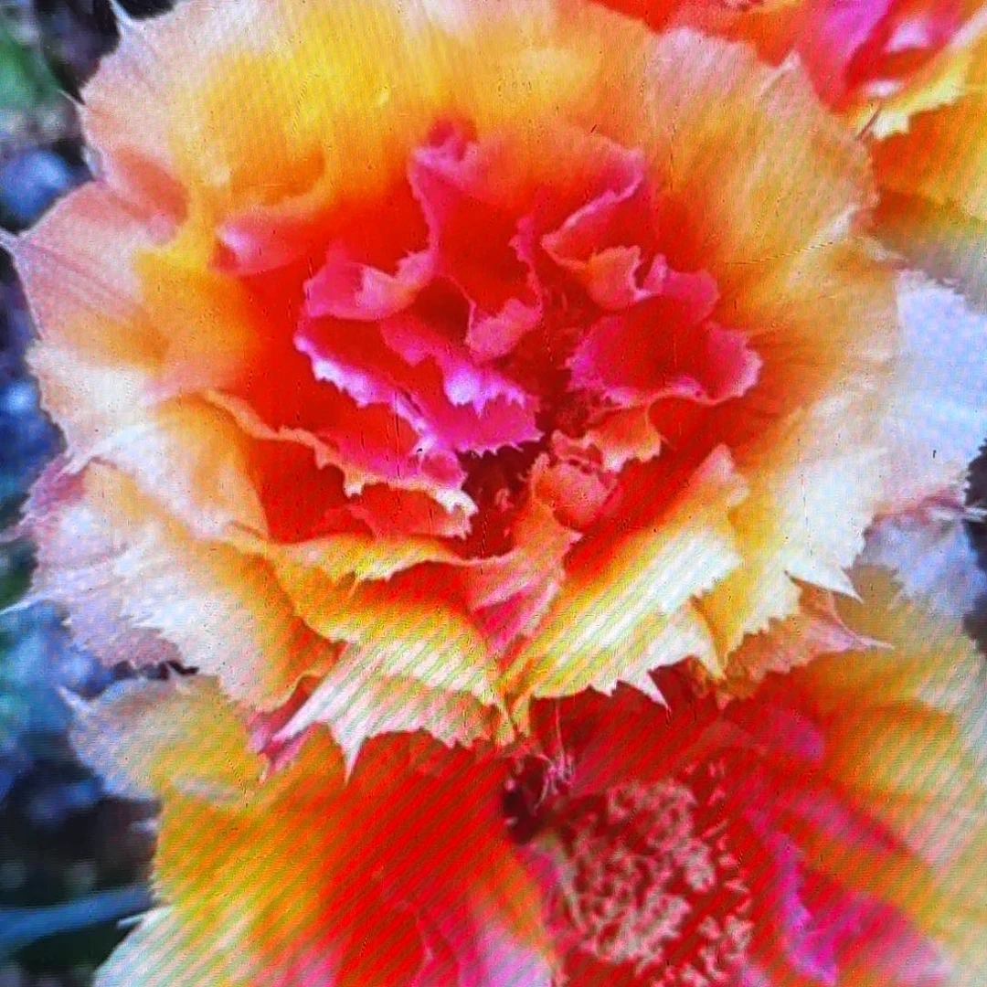 琉璃盏彩侧牙20包邮11