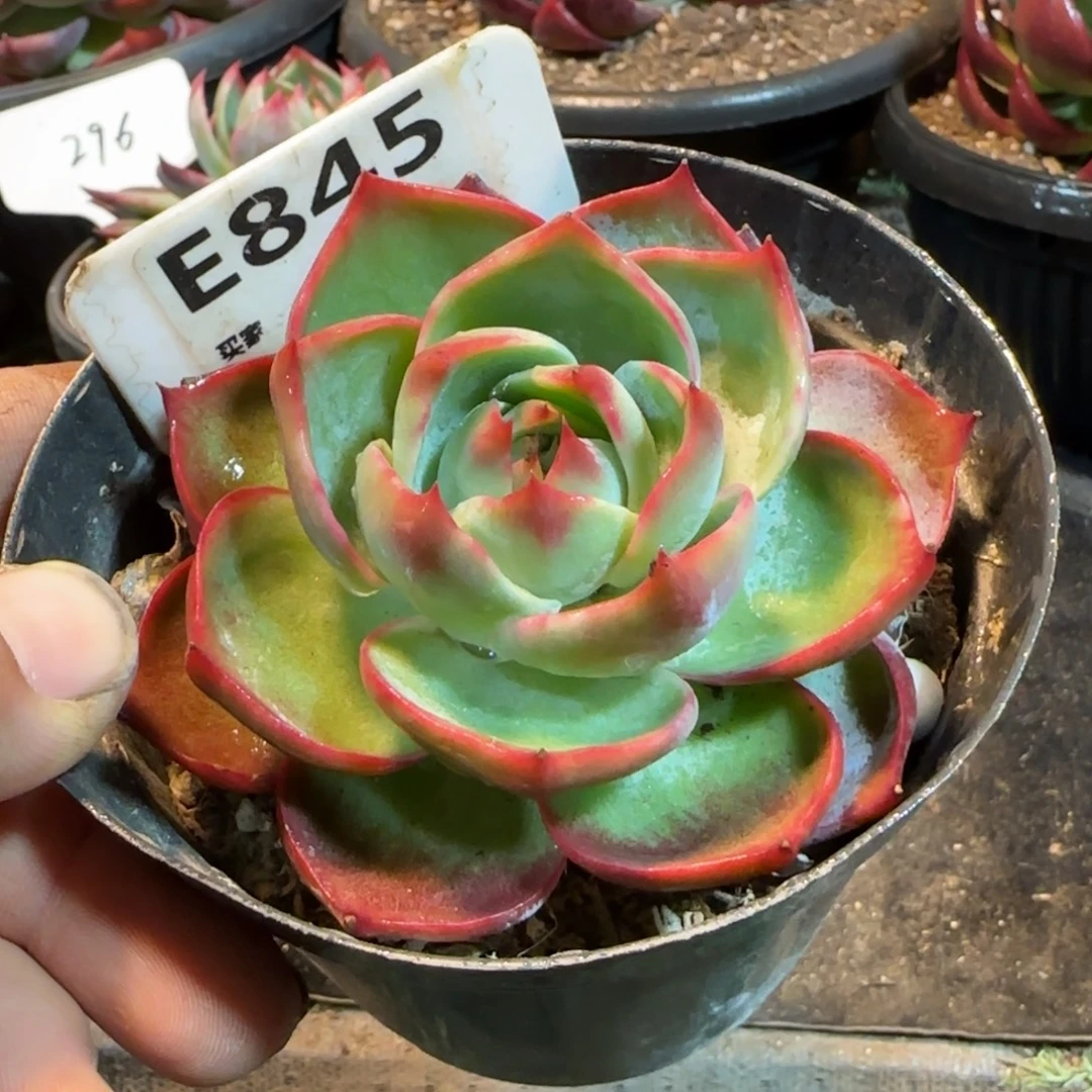 玫瑰惊鸿一物一拍包装收缩花845