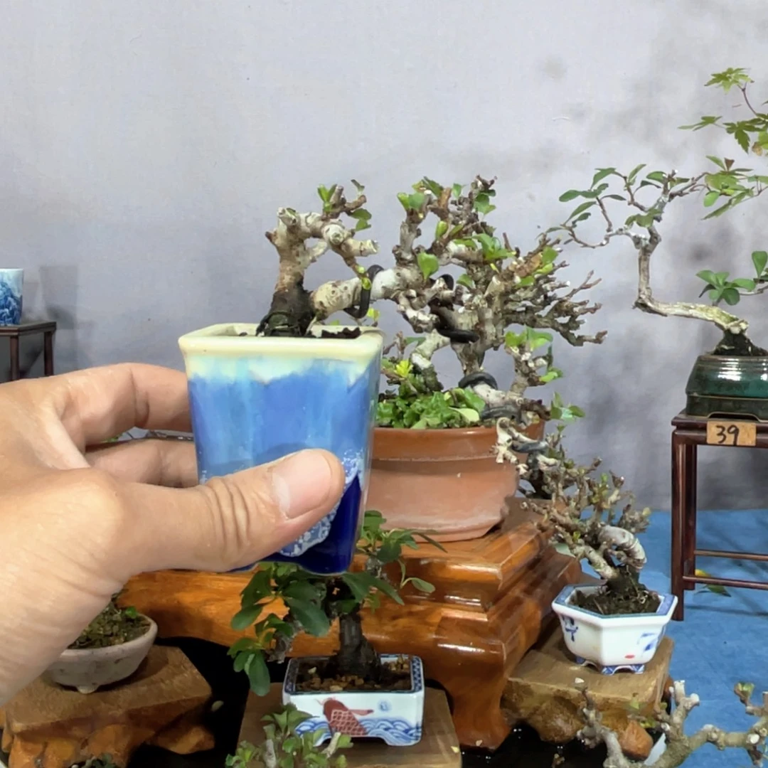 A***菌无花朵进口红花一号长寿