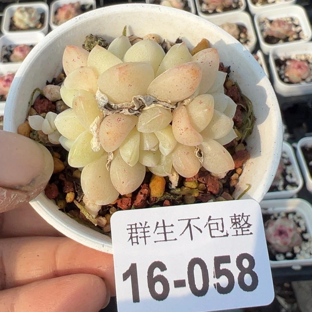 小卡拉米糖心一物一拍16-58