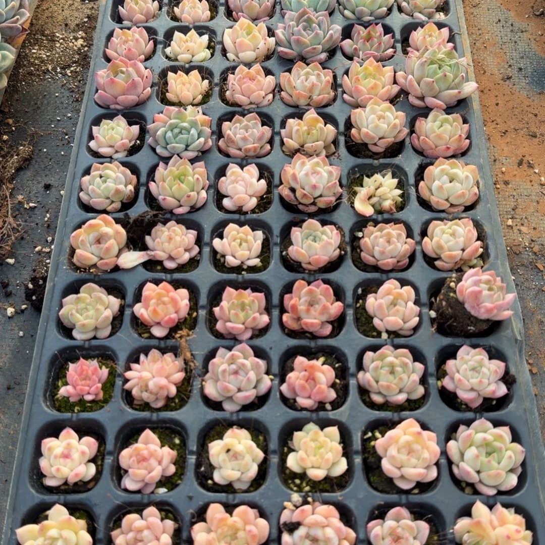 16-39带颜色小珍妮穴盘一盘72颗量拍中门左六