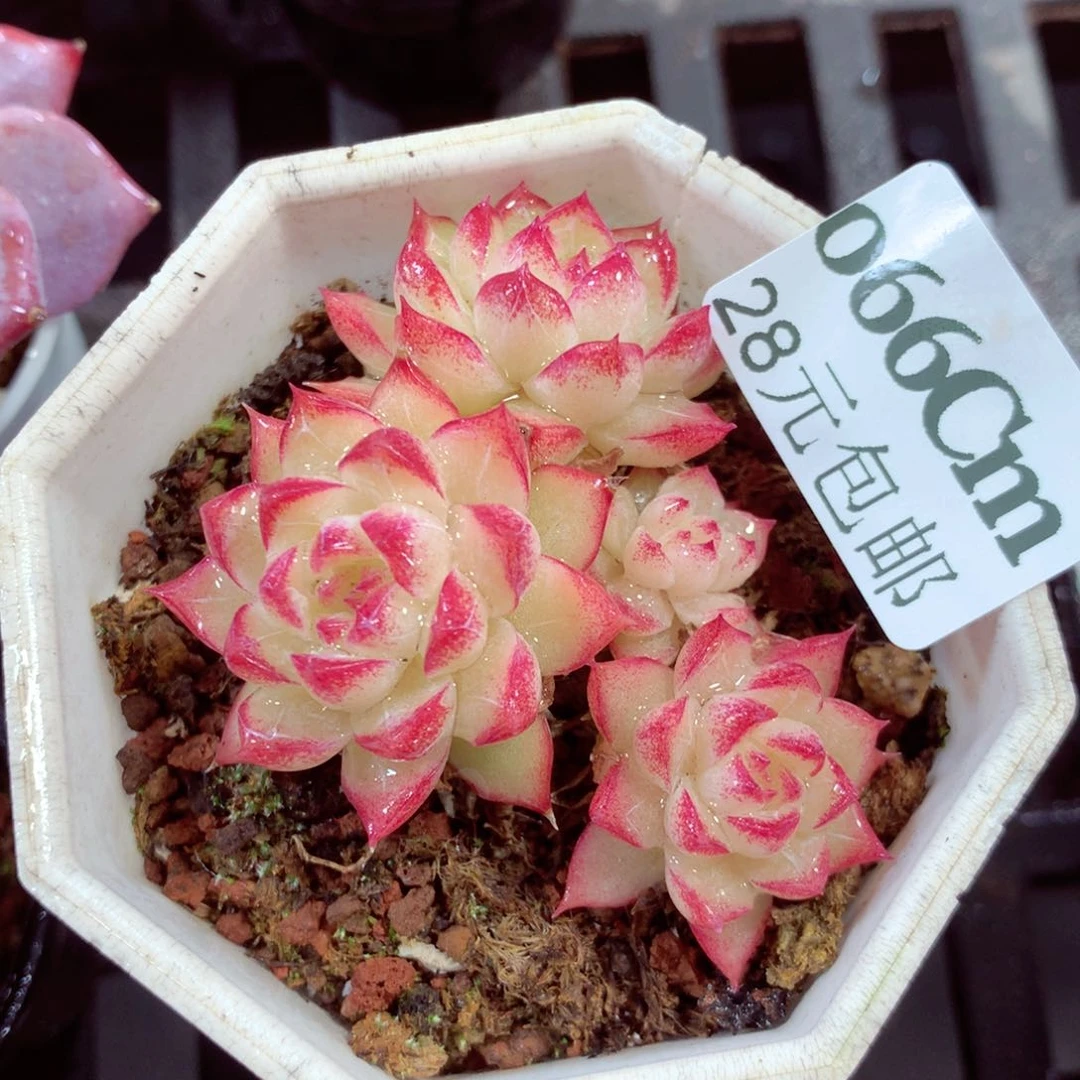 5厘米盆精控多肉066