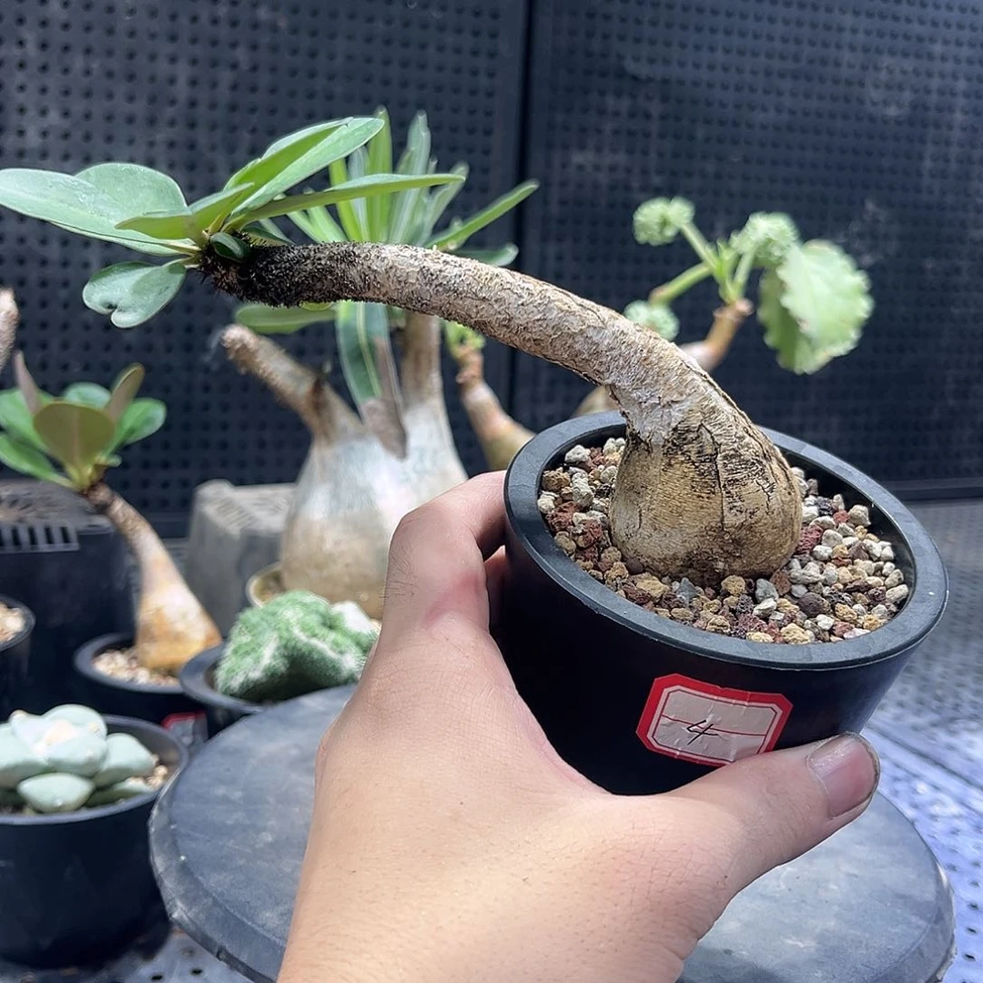 象鼻大戟566669999999