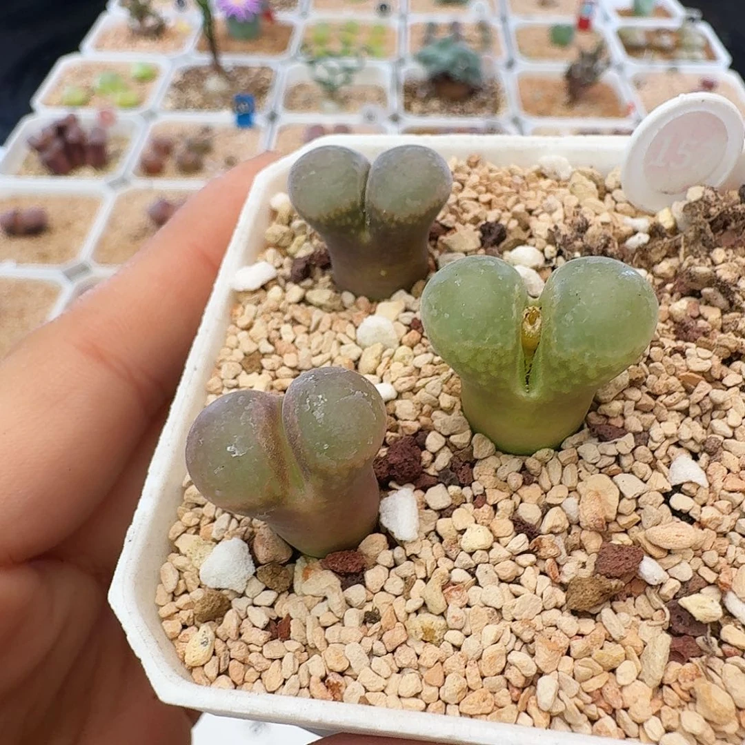 多肉植物福利清盒红宝石152