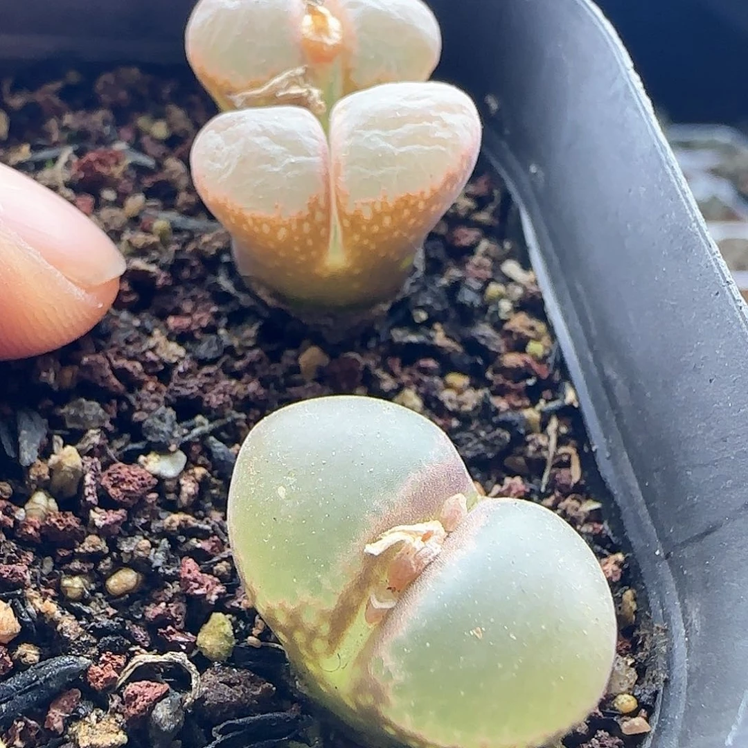 面****~脱土发货哦24464