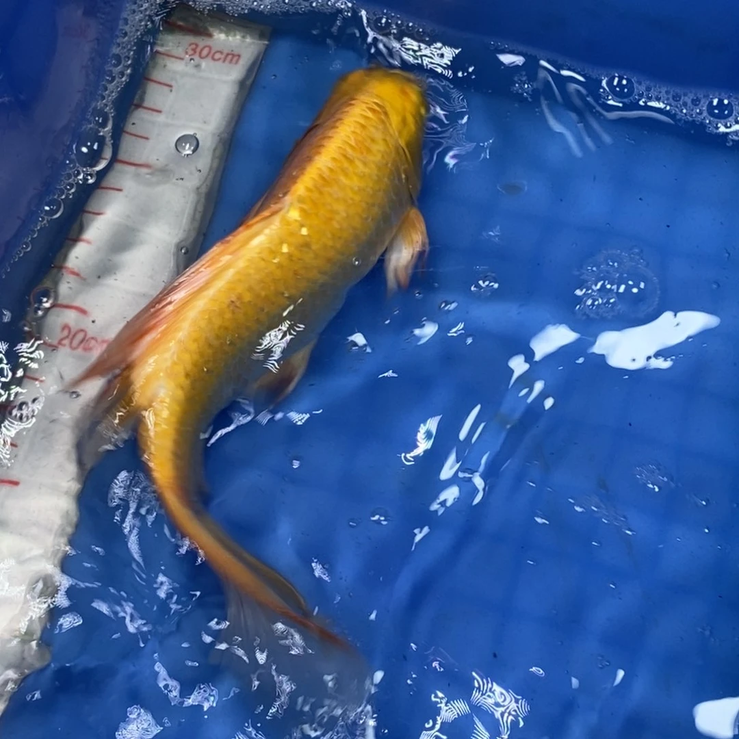 锦鲤冷水锦鲤包邮